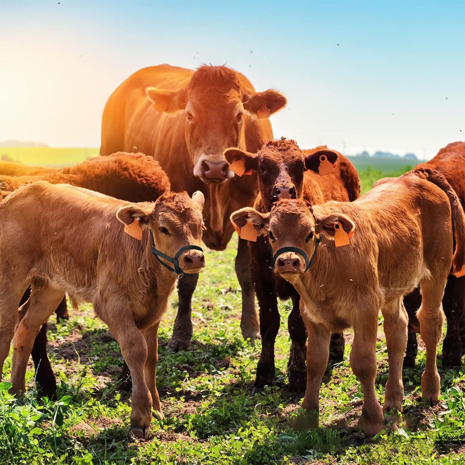 Heavy Equipment Yard - Halter Sapi, Halter Pelatihan Sapi dan
