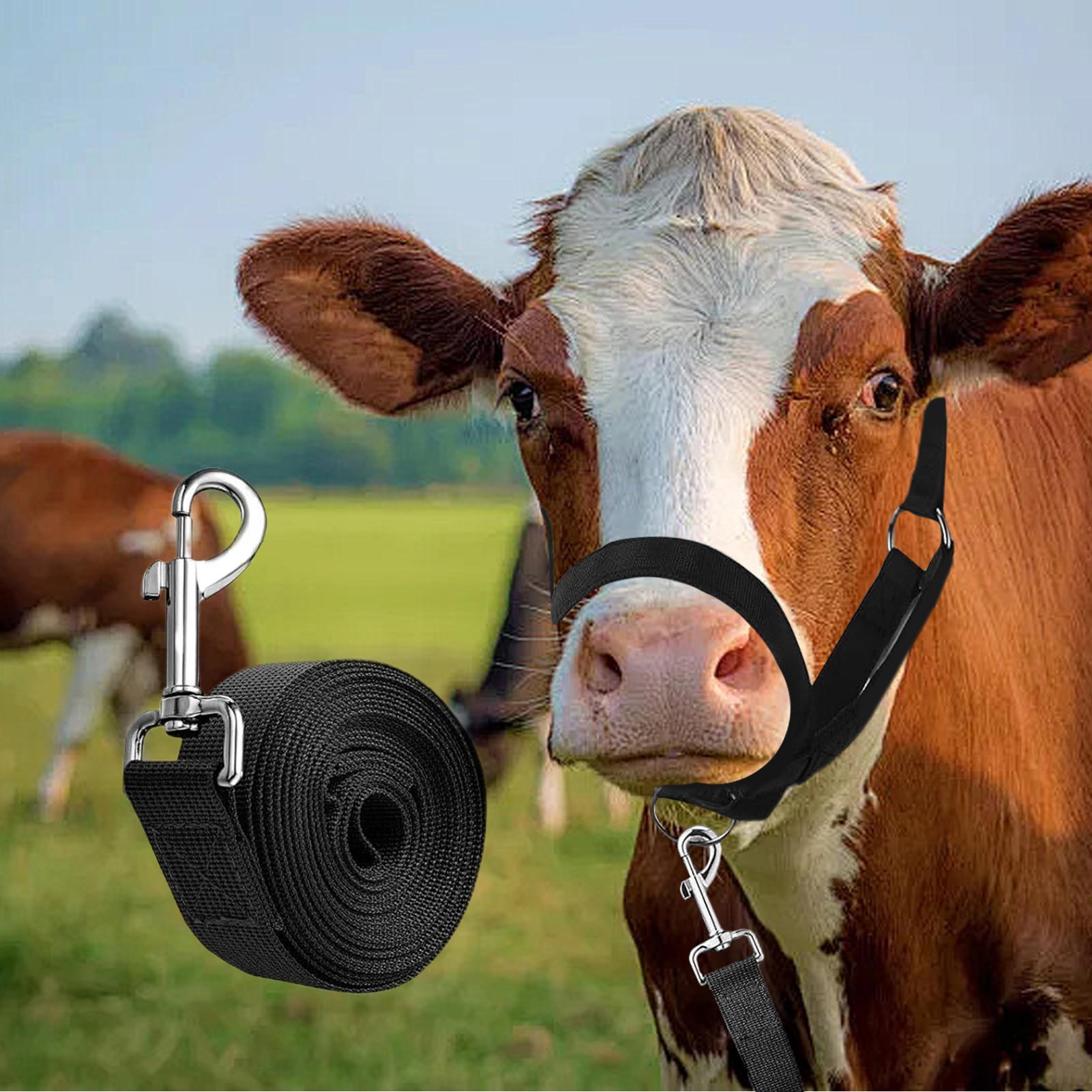 Halter Sapi, Halter Pelatihan  - Heavy Equipment Yard ulasan dan harga