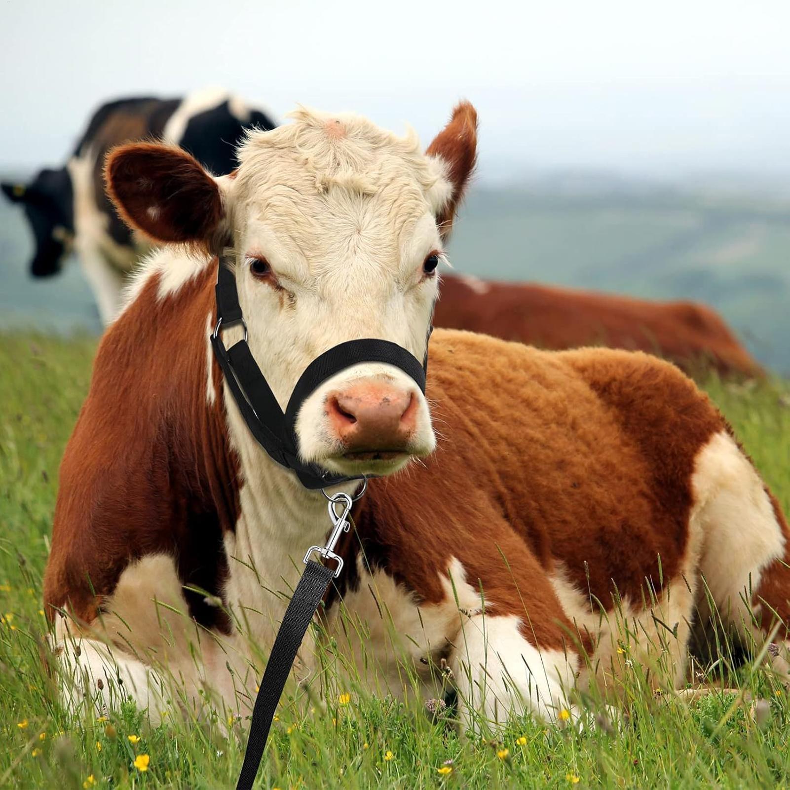 Halter Sapi, Halter Pelatihan  - Heavy Equipment Yard ulasan dan harga